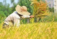 ۲۶ هزار هکتار از اراضی گندم آبی کرمانشاه زیر کشت قرار دادی رفت