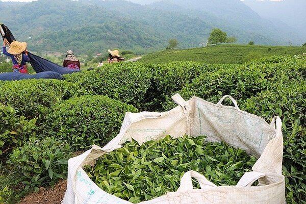 پرداخت معوقات و قیمت گذاری برگ سبز چای به زودی