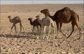 تالاب صالحیه، طبیعت سبز دیروز، امروز هوا را می‌بلعد