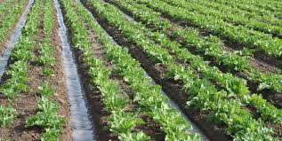 رونمایی از برنامه اصلاح الگوی کشت شهرستان ملایر