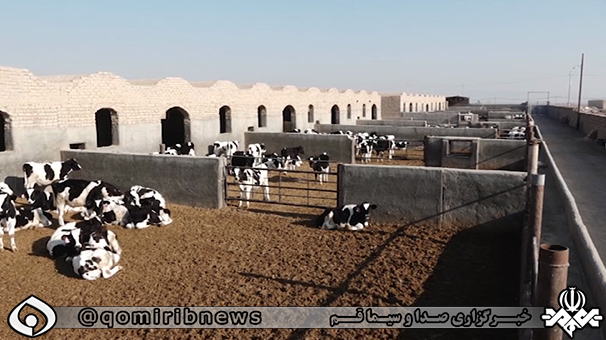 کاهش تولید دامداران قم در نتیجه افزایش نوسانات نهاده های دامی