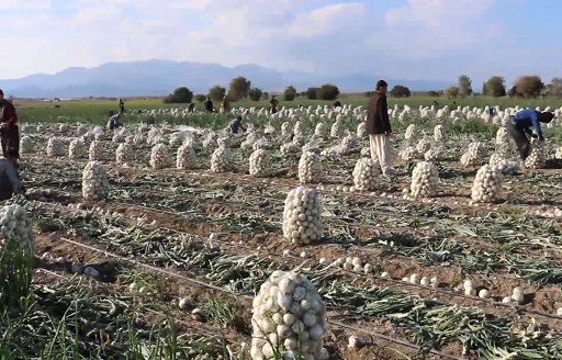 افزایش ۱۸۰ درصدی تعرفه پیاز