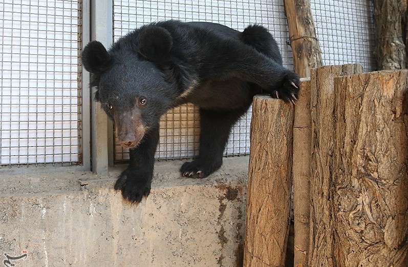 قضاوت به سود خرس... قضاوت به سود خرس...