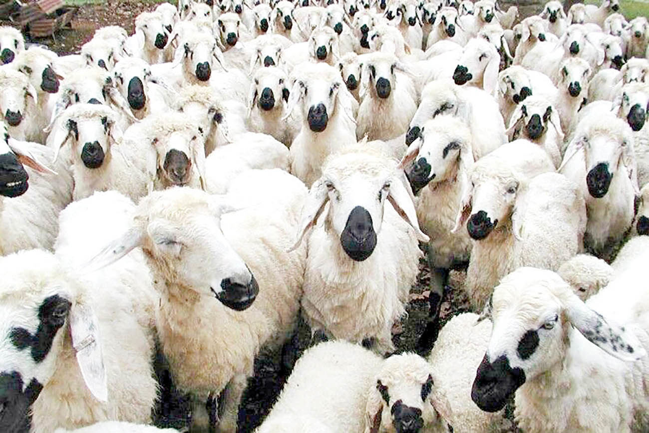 محموله قاچاق دام سبک در اصفهان کشف شد محموله قاچاق دام سبک در اصفهان کشف شد