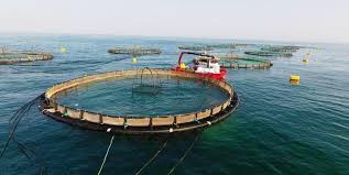 ظرفیت تولید ماهی در قفس به ۱۵ هزار تن رسیده است