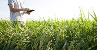 پیاده‌سازی نظام نوآوری در بخش کشاورزی