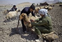 ایمن سازی جمعیت دامی آذربایجان غربی علیه بیماری تب برفکی