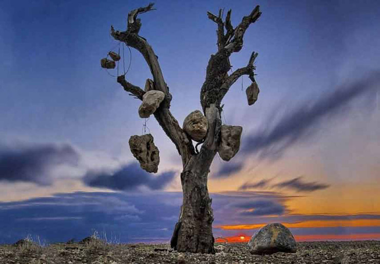 باغی عجیب با میوه‌های سنگی