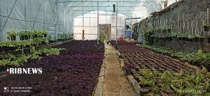 توسعه گلخانه‌های کوچک مقیاس در شهرستان کوار