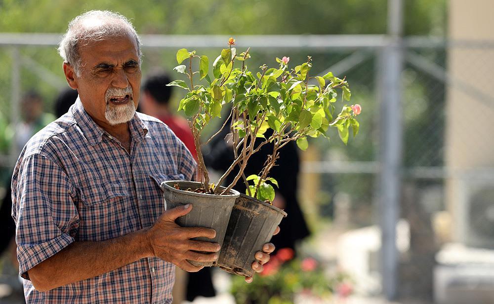 توزیع نهال رایگان در جزیره کیش