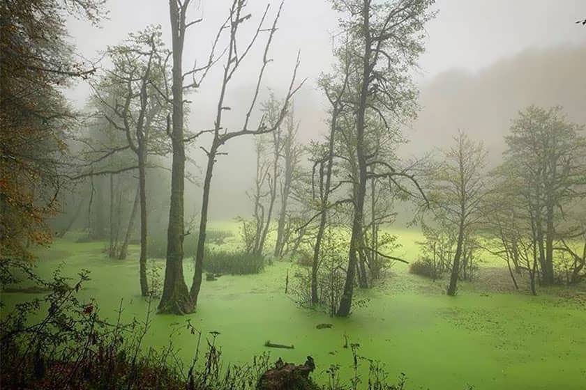 مردابی رمزآلود