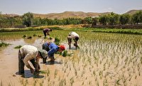 کشت برنج در آمل سه نوبت انجام می شود