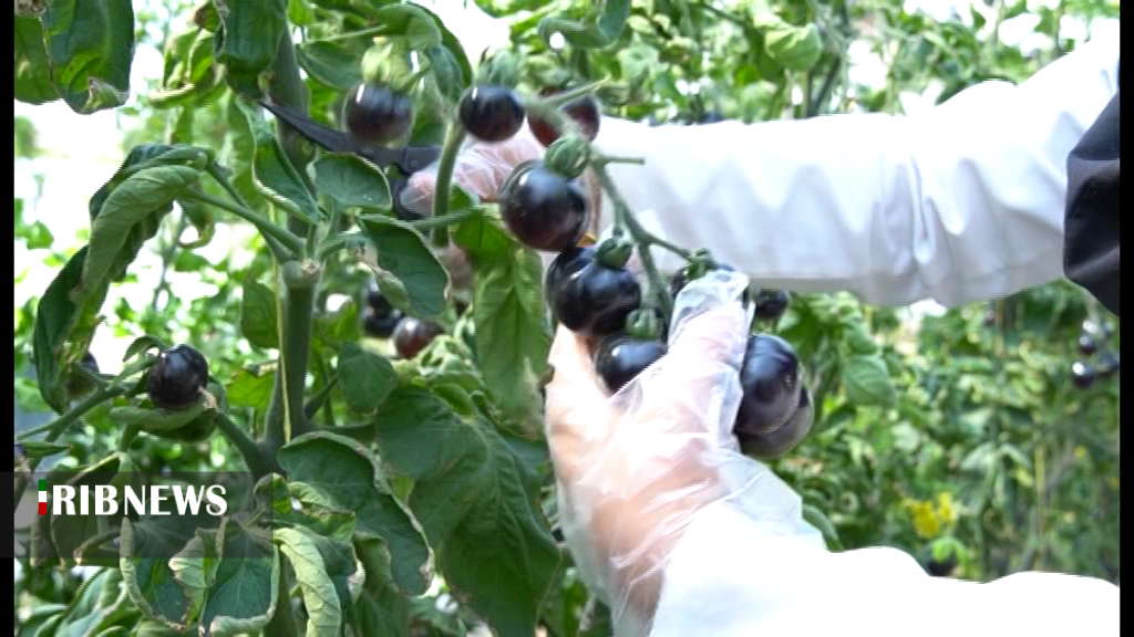 صدورفرآورده های گوجه سیاه رفسنجان به خارج از کشور صدورفرآورده های گوجه سیاه رفسنجان به خارج از کشور
