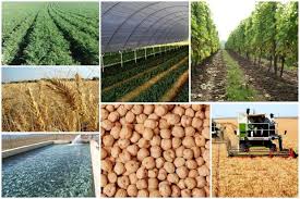 افزایش 3.7 واحد درصدی نرخ رشد ارزش افزوده کشاورزی