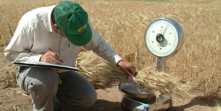 رونق تولید در مزارع با اجرای طرح جهش تولید در دیمزار‌ها