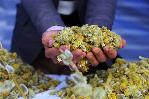 آذربایجان غربی خاستگاه یکی از گران‌ترین عرقیجات دنیا