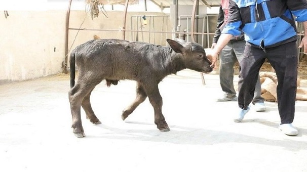 مرور مهمترین رویداهای جهاددانشگاهی در سالی که گذشت مرور مهمترین رویداهای جهاددانشگاهی در سالی که گذشت