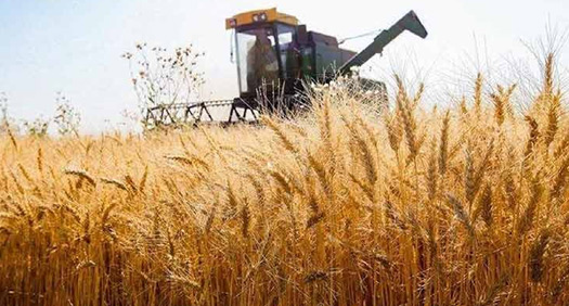 اصلاح قیمت خرید تضمینی گندم به زودی اصلاح قیمت خرید تضمینی گندم به زودی