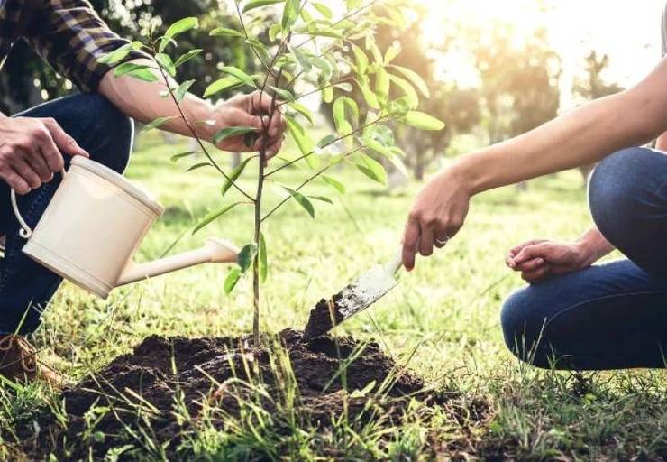 ثبت بیش از ۲۱ هزار درخواست دریافت نهال رایگان توسط شهروندان مشهدی