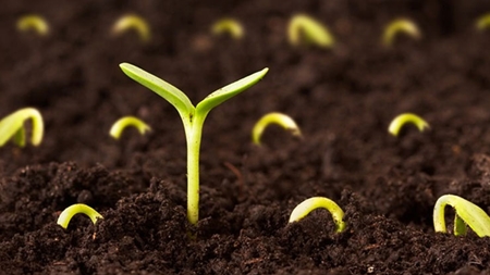 توسعه حوزه بذر و نهال با ایده‌های نوآورانه