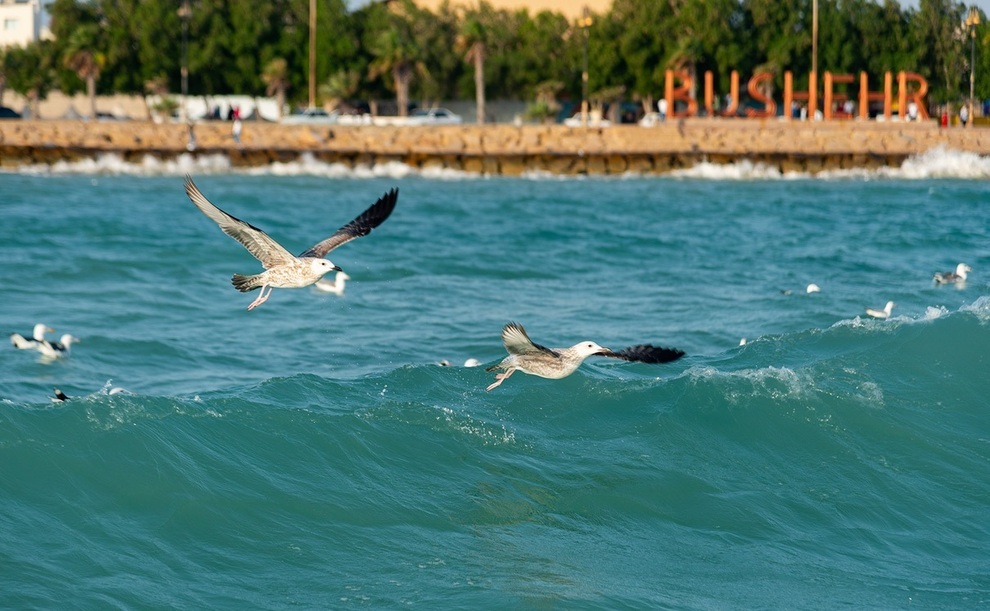پیشبینی تلاطم دریا در سواحل بوشهر پیشبینی تلاطم دریا در سواحل بوشهر