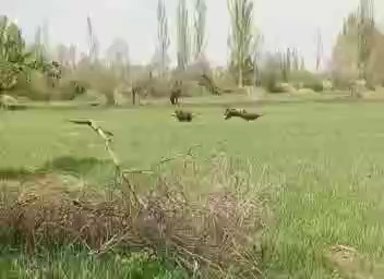 مشاهده سه قلاده گراز وحشی در روستای باباکندی رود هشترود