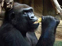 مکان های تفریحی برای بچه ها در تهران مکان های تفریحی برای بچه ها در تهران