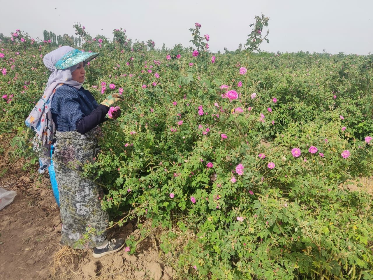 برداشت طبق های بهشتی به رنگ صورتی