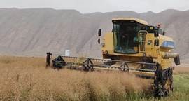 آغاز برداشت کلزا از مزارع فیروزآباد