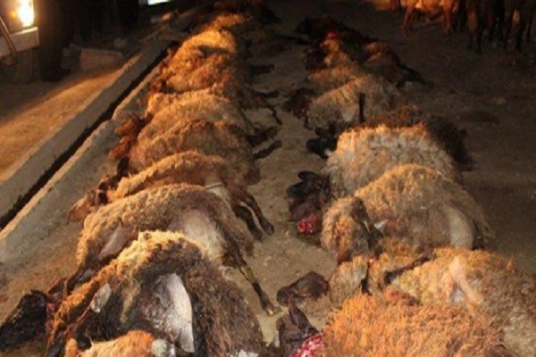 تلف شدن گوسفندها در سانحه رانندگی در ایذه تلف شدن گوسفندها در سانحه رانندگی در ایذه