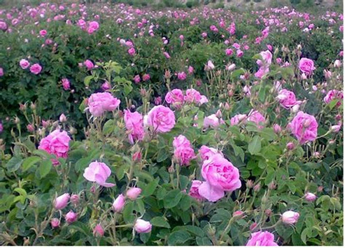 برداشت گل محمدی در بنادک سادات