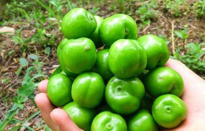 برداشت ۲ هزار تن گوجه سبز از باغ‌های فارس