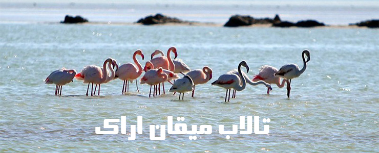 تالاب میقان اراک به قدمت خاستگاه کوچ پرندگان مهاجز