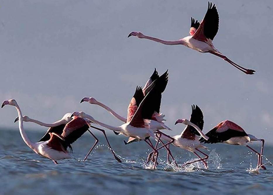 حضور بیش از ۳۵ هزار پرنده مهاجر در تالاب&zwnj;های استان