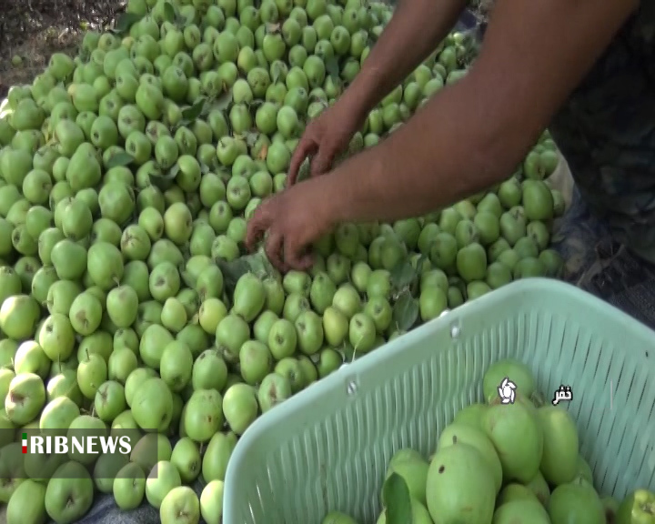 برداشت ۳ هزار و ۵۰۰ تن سیب ترش در فارس