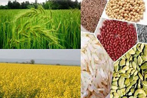 وزارت جهاد کشاورزی تولید محصولات استراتژیک را حمایت کند