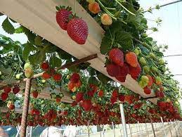 افزایش ۲۰ درصدی برداشت توت‌فرنگی نانوحباب‌ساز