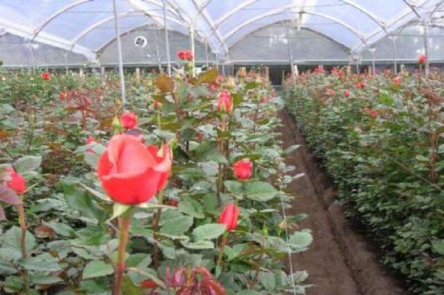 گلخانه هیدرو پونیک دیواندره چشم انتظارحمایت مسئولان