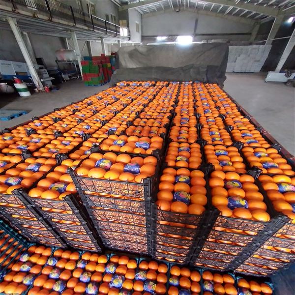 فارس نیازمند پایانه صادراتی محصولات کشاورزی فارس نیازمند پایانه صادراتی محصولات کشاورزی