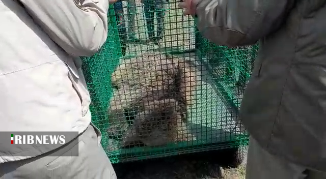 دستگیری مقصر اصلی حادثه تلف شدن خرس قهوه ای دستگیری مقصر اصلی حادثه تلف شدن خرس قهوه ای