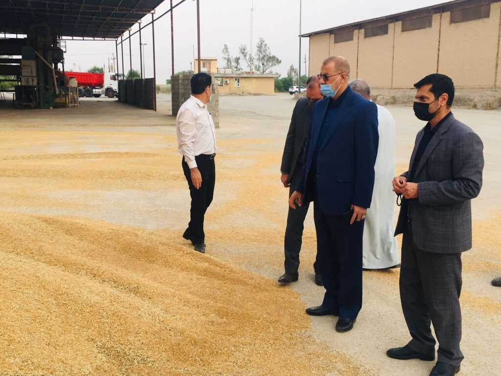 برداشت گندم از مزارع اهواز برداشت گندم از مزارع اهواز