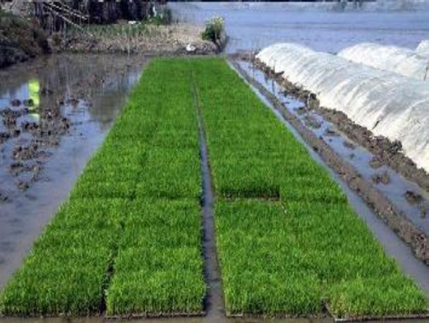 خزانه گیری ۷۸ درصد شالیزار‌های گیلان