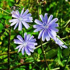 خواص شگفت انگیز کاسنی