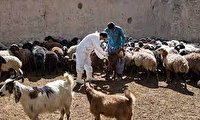 واکسیناسیون بیش از ۶۲۲ هزار راس دام در اشنویه