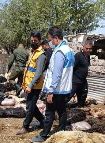 معدوم سازی ۸۵ دامهای مسموم شده در لالی