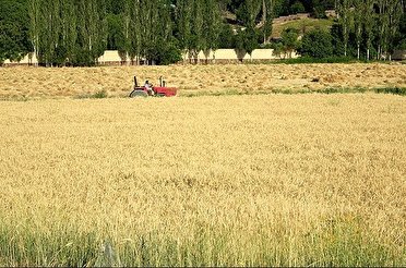 خرید ۶ هزار تن گندم مازاد برنیاز