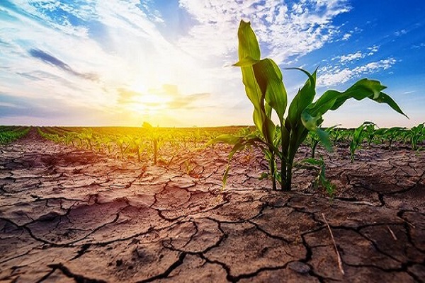 ممنوعیت کشت در خوزستان و خوابهای خوش مسئولان برای کشاورزان ممنوعیت کشت در خوزستان و خوابهای خوش مسئولان برای کشاورزان