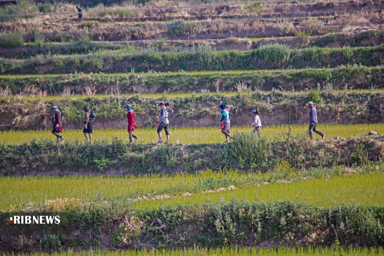 پایان کشت نشاء برنج صدری بلند در شهرستان کلات