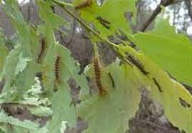 ابتلای ۲۰ هزار هکتارجنگل باشت به آفت ابتلای ۲۰ هزار هکتارجنگل باشت به آفت