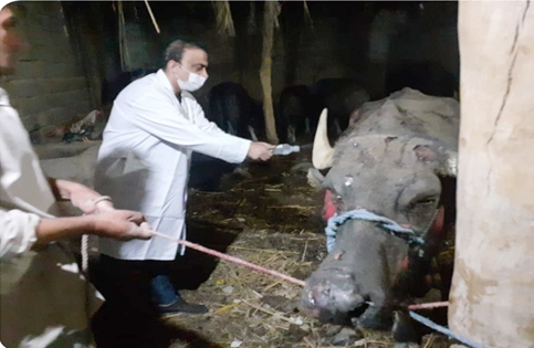 درمان رایگان گاومیشهای سوخته شده در کارون درمان رایگان گاومیشهای سوخته شده در کارون